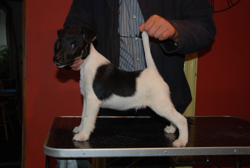 Belfox - Fox Terrier Poil lisse - Portée née le 20/06/2013