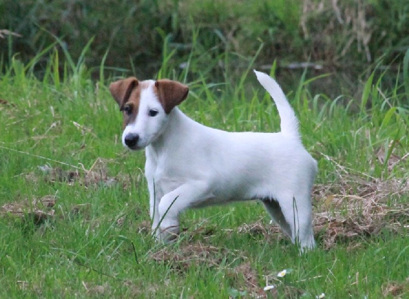 Belfox - Fox Terrier Poil lisse - Portée née le 12/05/2014