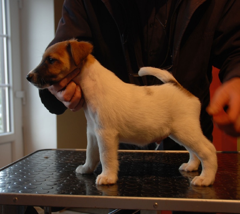 Belfox - Fox Terrier Poil lisse - Portée née le 16/11/2012