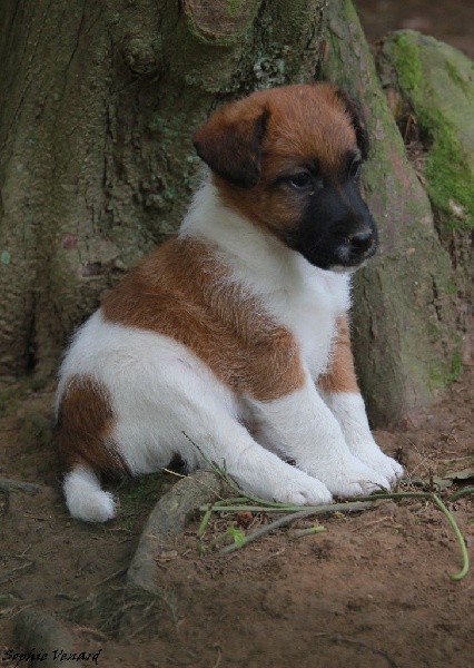 Belfox - Fox Terrier Poil lisse - Portée née le 20/06/2014