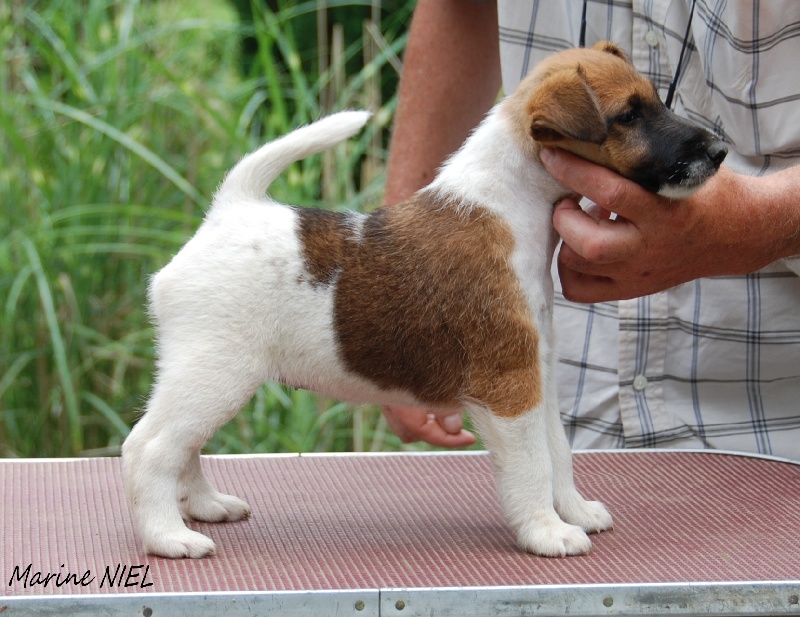 Belfox - Fox Terrier Poil lisse - Portée née le 06/06/2013