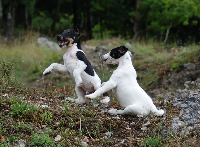 Chiots disponibles